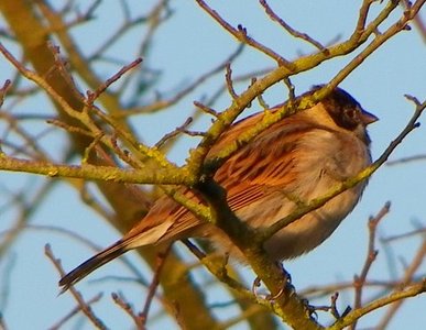 Birdlife in North Barrow