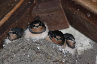 Swallows nesting in church porch
