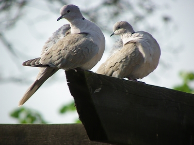 Collared dove synchronised preening