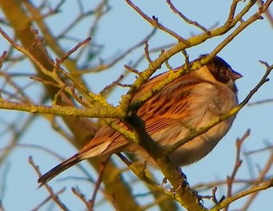 Reed Bunting