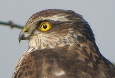 Sparrowhawk