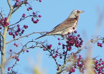 Fieldfare