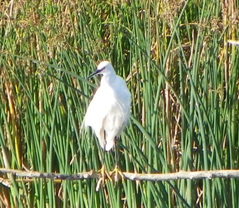 little egret