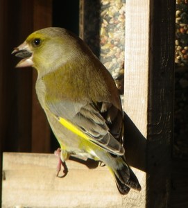 Greenfinch