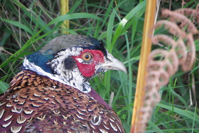 cock pheasant