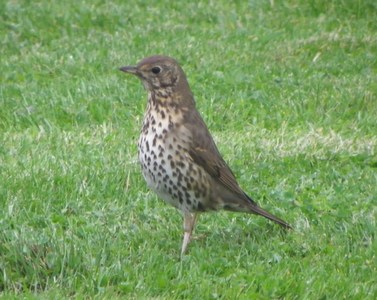 song thrush