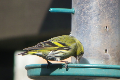 siskin