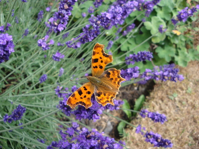 Butterflies