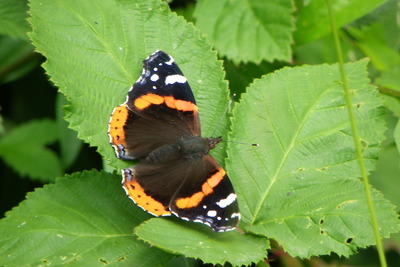 Red admiral