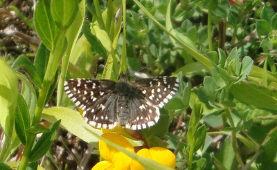 Grizzled skipper