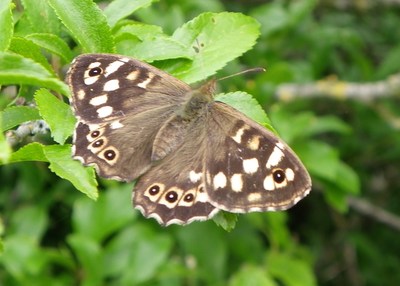 Speckled wood