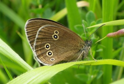 Ringlet