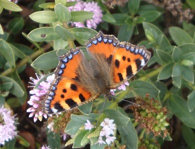 Small tortoiseshell