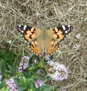 Painted lady