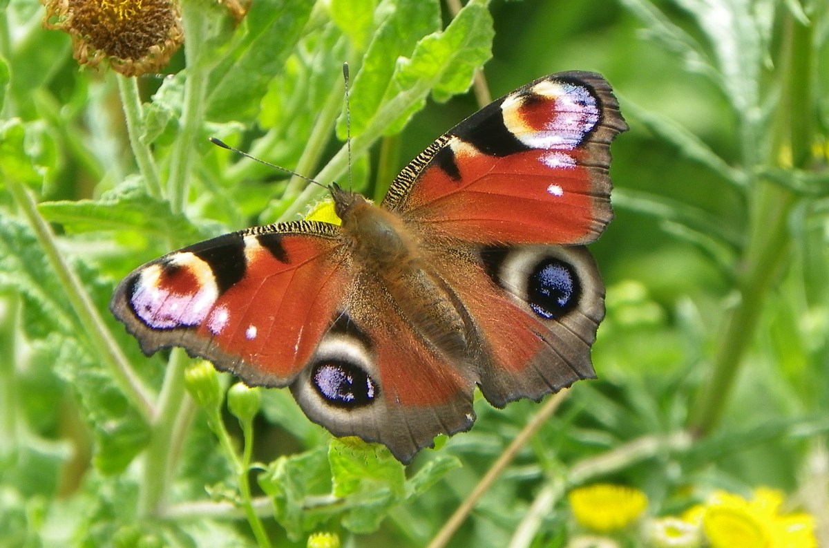 Peacock