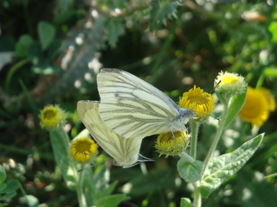 Green veined whites