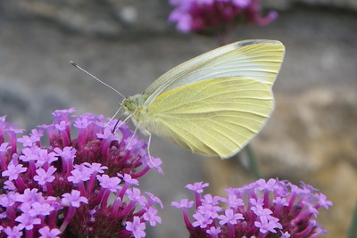 Small white