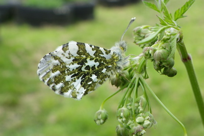 orange tip underside