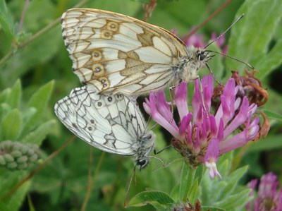 marbled white