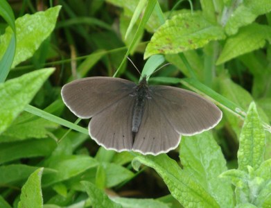 Ringlet (3)