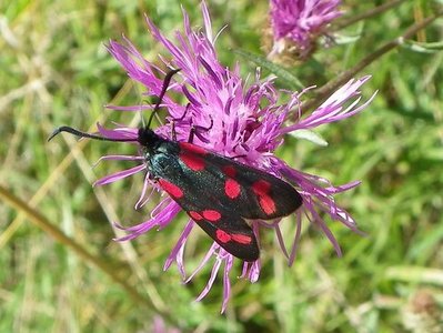 Six Spot Burnet