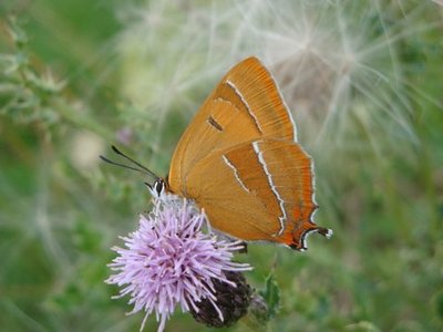 brown hairstreak