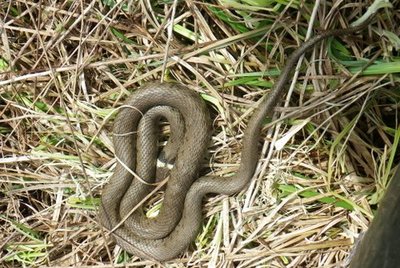 Grass Snake