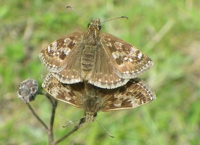 Dingy skipper