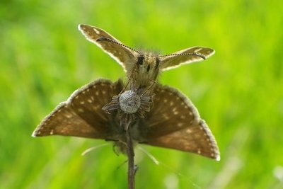 Dingy skipper 2