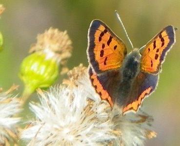 Small Copper