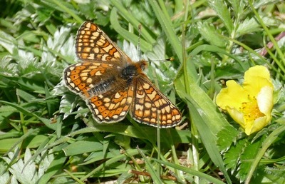 Marsh fritillary