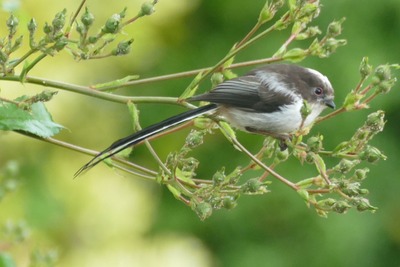 Long tailed tit