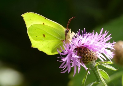 Male brimstone