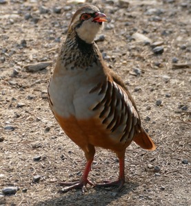 Red legged partridge