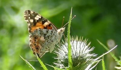 Painted lady underside