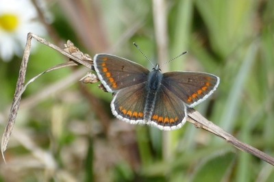 Brown Argus