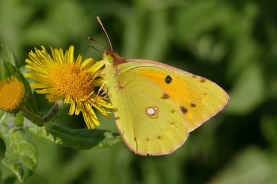 Clouded Yellow